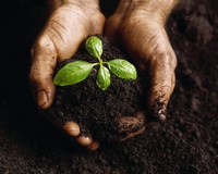 Hands holding plant in soil 